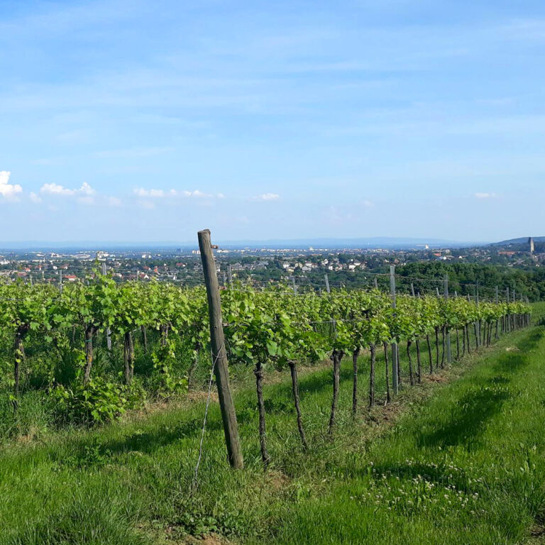 vineyard with view of Vienna in the background