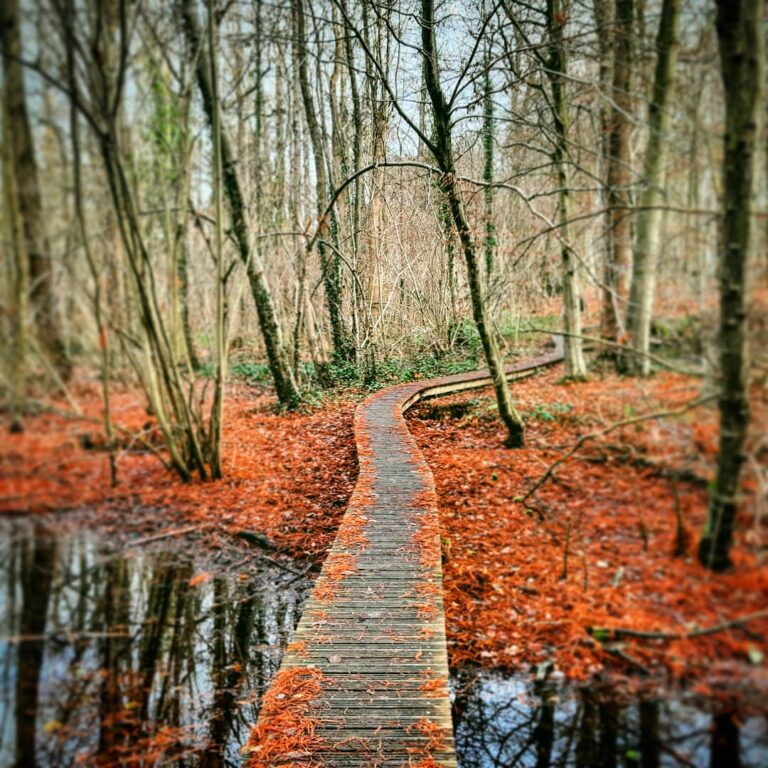 wooden pathway over water to the woods with autumn-coloured leaves on the ground