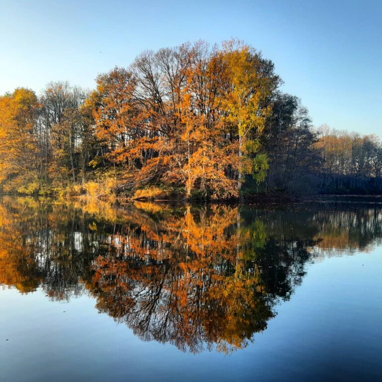 autumn-coloured trees mirrored in water